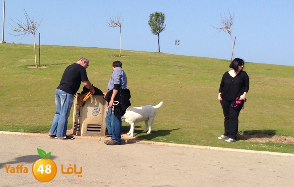 dogs3ajami46s (1).JPG